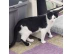 Adopt Jade a Domestic Short Hair