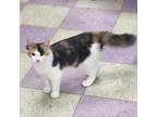 Adopt Chloe a Domestic Short Hair