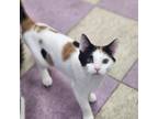 Adopt Yasmine a Domestic Short Hair