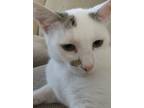 Adopt Sugar a Domestic Short Hair, Turkish Van