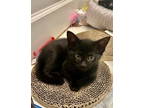 Adopt KITTEN LUCIANNA a Domestic Short Hair