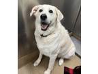 Adopt Dallas a Great Pyrenees, German Shepherd Dog