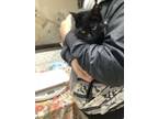 Adopt MOON a Bombay, Domestic Short Hair