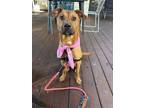 Adopt Ol` Syd`s Saloon a Rhodesian Ridgeback, Mixed Breed