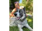 Adopt Cookie Dough a Siberian Husky