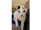 Adopt Patty a Orange or Red Domestic Shorthair / Mixed Breed (Medium) / Mixed