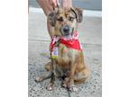 Adopt Stoney a Australian Cattle Dog / Blue Heeler