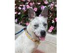 Adopt Pepper AB a Australian Cattle Dog / Blue Heeler