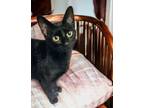 Adopt Franny a Bombay