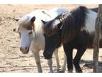 Adopt Dottie a Miniature Horse