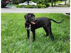 Adopt Kiara - The Kibble Kingdom Kids a Pointer, Mixed Breed