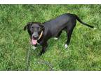 Adopt Kinsley - The Kibble Kingdom Kids a Pointer, Mixed Breed