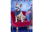 Adopt Jelly Bean a Pit Bull Terrier