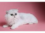 Adopt Bell Bell a Persian