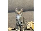 Adopt Crystal a Tabby