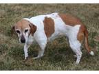 Adopt Daisy Mae a Beagle