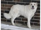 Adopt Mya a Great Pyrenees