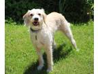Adopt Mags a Goldendoodle, Golden Retriever