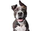 Adopt Suzy (foster) a Black American Pit Bull Terrier / Mixed Breed (Medium) /