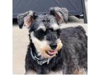 Adopt Volta a Standard Schnauzer