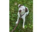 Adopt Spookie a Terrier, Mixed Breed