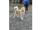 Adopt Cooper a White Husky / Mixed Breed (Medium) / Mixed (short coat) dog in