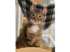 Adopt Juniper a Brown Tabby Domestic Mediumhair / Mixed Breed (Medium) / Mixed