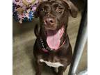 Adopt Ciara a Mixed Breed