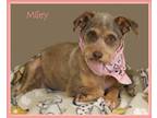 Adopt Miley in RI a Schnauzer