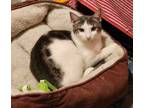 Adopt Orah a American Shorthair