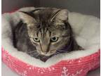 Adopt Yara a Domestic Short Hair
