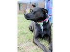 Adopt Sienna A047879 a Staffordshire Bull Terrier, Mixed Breed