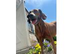 Adopt Stroopwafel a Redbone Coonhound