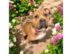 Adopt Ria a Boxer, American Staffordshire Terrier