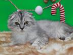 Smoked Blue Tabby Scottish Fold Longhair Boy