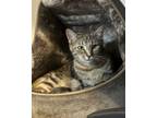 Adopt Camile a Torbie, Domestic Short Hair