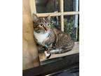 Adopt Dot a American Shorthair