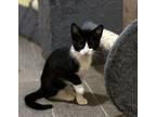 Adopt Mini a American Shorthair