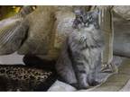 Adopt Royce a Maine Coon, Domestic Long Hair