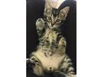 Adopt SMALLS - Adopt Me With My Mom! a Domestic Short Hair, Bengal