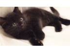 Adopt Bear - Adopt With My Best Playmate Tas! a Domestic Short Hair, Bombay