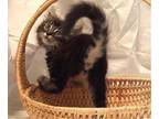Adopt Tas - Adopt With My Best Playmate Bear! a Domestic Short Hair, Bengal