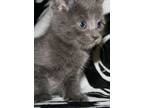 Adopt Pebble - I am A Russian Blue a Domestic Short Hair