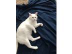 Adopt Todd a Applehead Siamese, Oriental Tabby