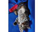 Adopt Adorable 9 Week Old Kittens Ready For Forever Homes!