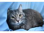 Adopt Jamie a Bengal, Tabby