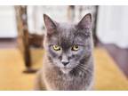 Adopt Paolo a Russian Blue, Tabby