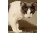 Adopt Donny - I am a Talker! a Domestic Short Hair, Siamese