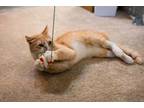Adopt Buddy - With A Maine Coon Temperament a Domestic Short Hair