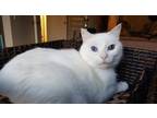 Adopt Courage - White Applehead Siamese-look a Siamese, Domestic Short Hair